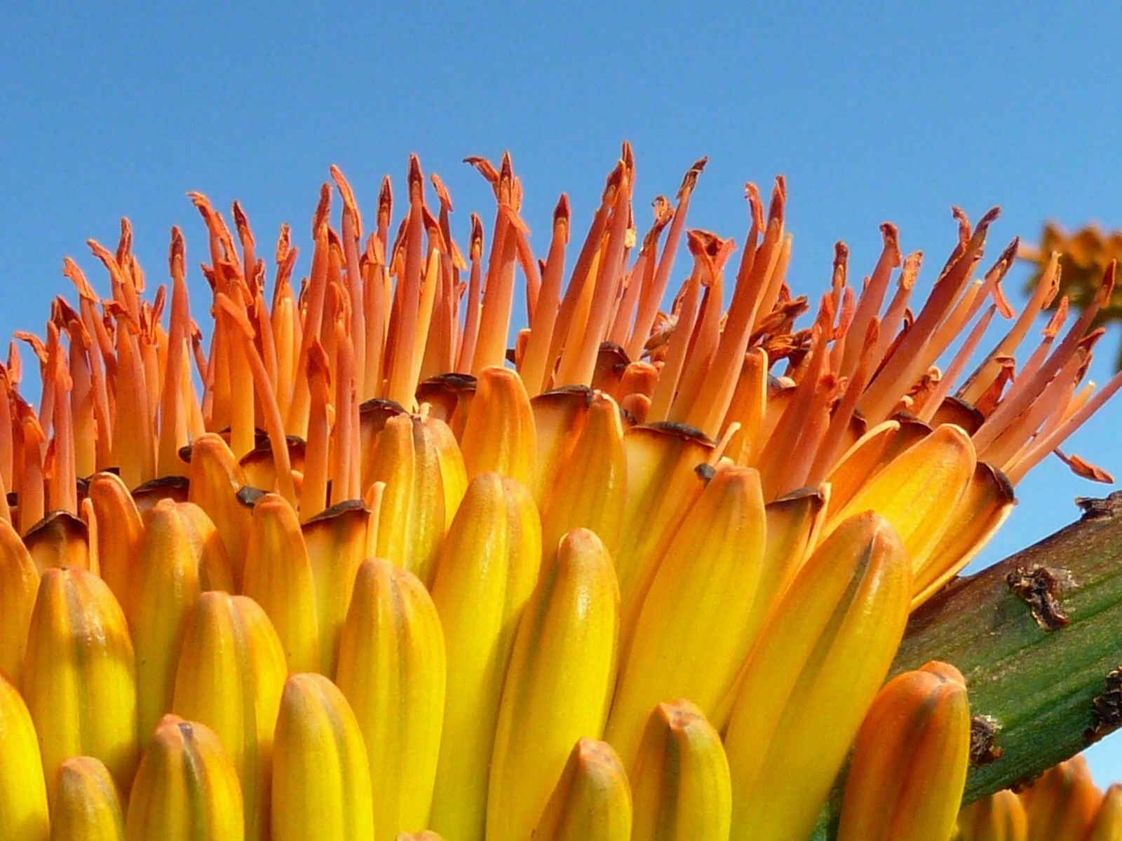 Aloe Spectabilis marlothii succulent rare agave hardy plant yard seed 50 SEEDS 
