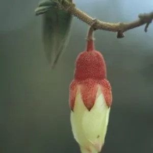 Brachyotum ledifolium - Snow White Princess Flower, Pucachaglla