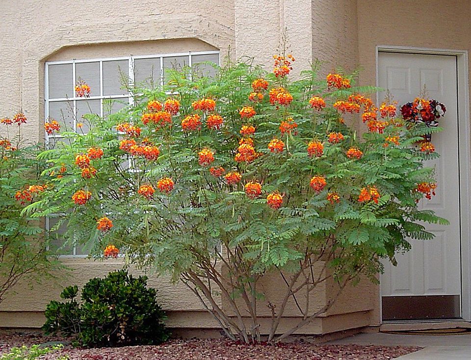 Caesalpinia pulcherrima var. red - Red Dwarf Poinciana, Orgullo de  Barbados, Ave del paraíso, Flor de pavo real - Quinta dos Ouriques