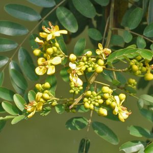 Senna siamea / Cassia siamea - Siamese cassia, kassod tree, cassod tree, cassia tree