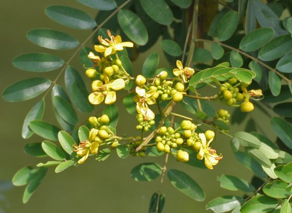 Senna siamea / Cassia siamea - Siamese cassia, kassod tree, cassod tree, cassia tree