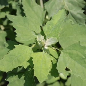 Chenopodium album - Lambs Quarters, Anserina-Branca
