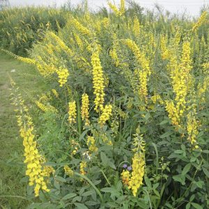 Crotalaria pallida - Smooth crotalaria, Ajaemile, Striped Crotalaria