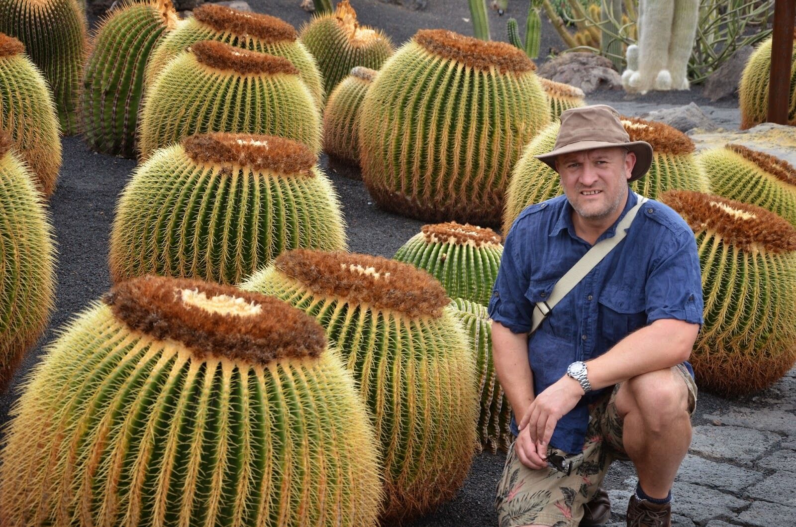 Echinocactus grusonii Golden Barrel Cactus Quinta dos Ouriques