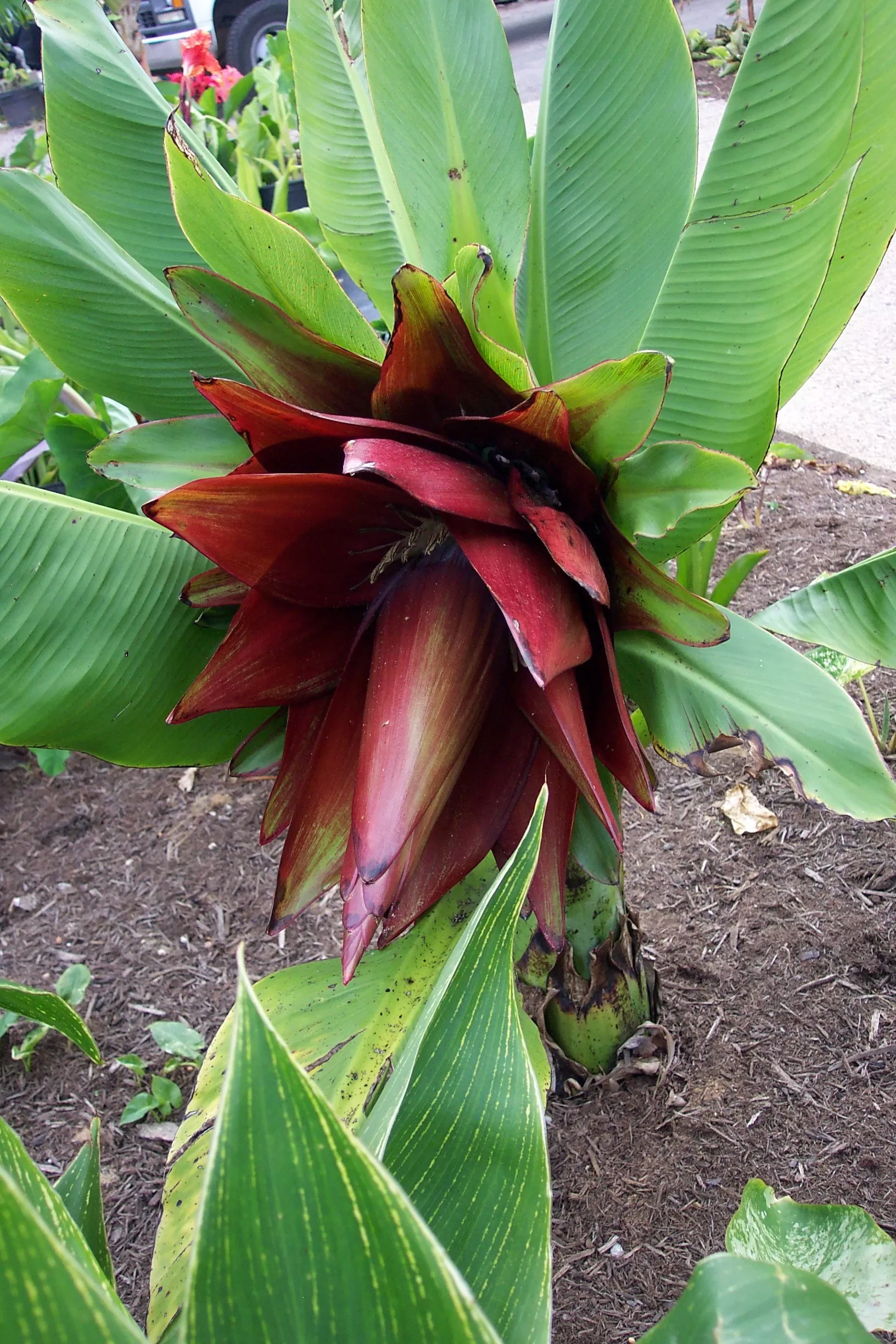 Ensete lecongkietii Waisenbanane Quinta dos Ouriques