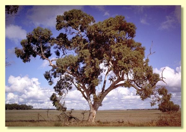 Eucalyptus wandoo - wandoo