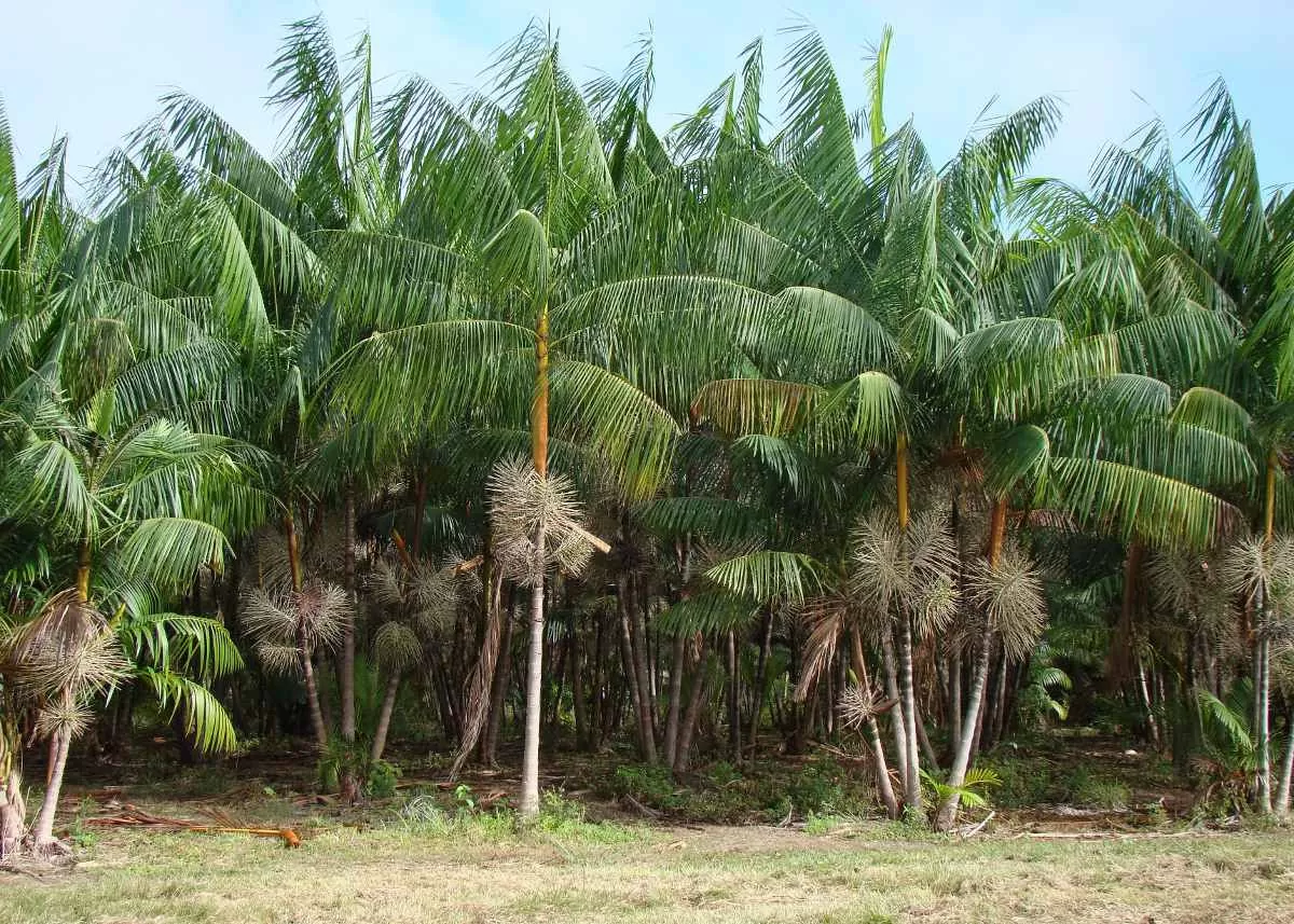 Euterpe oleracea - Açaí Palm - Quinta dos Ouriques