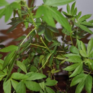 Hibiscus cannabinus - Kenaf, Deccan Hemp, Java Jute