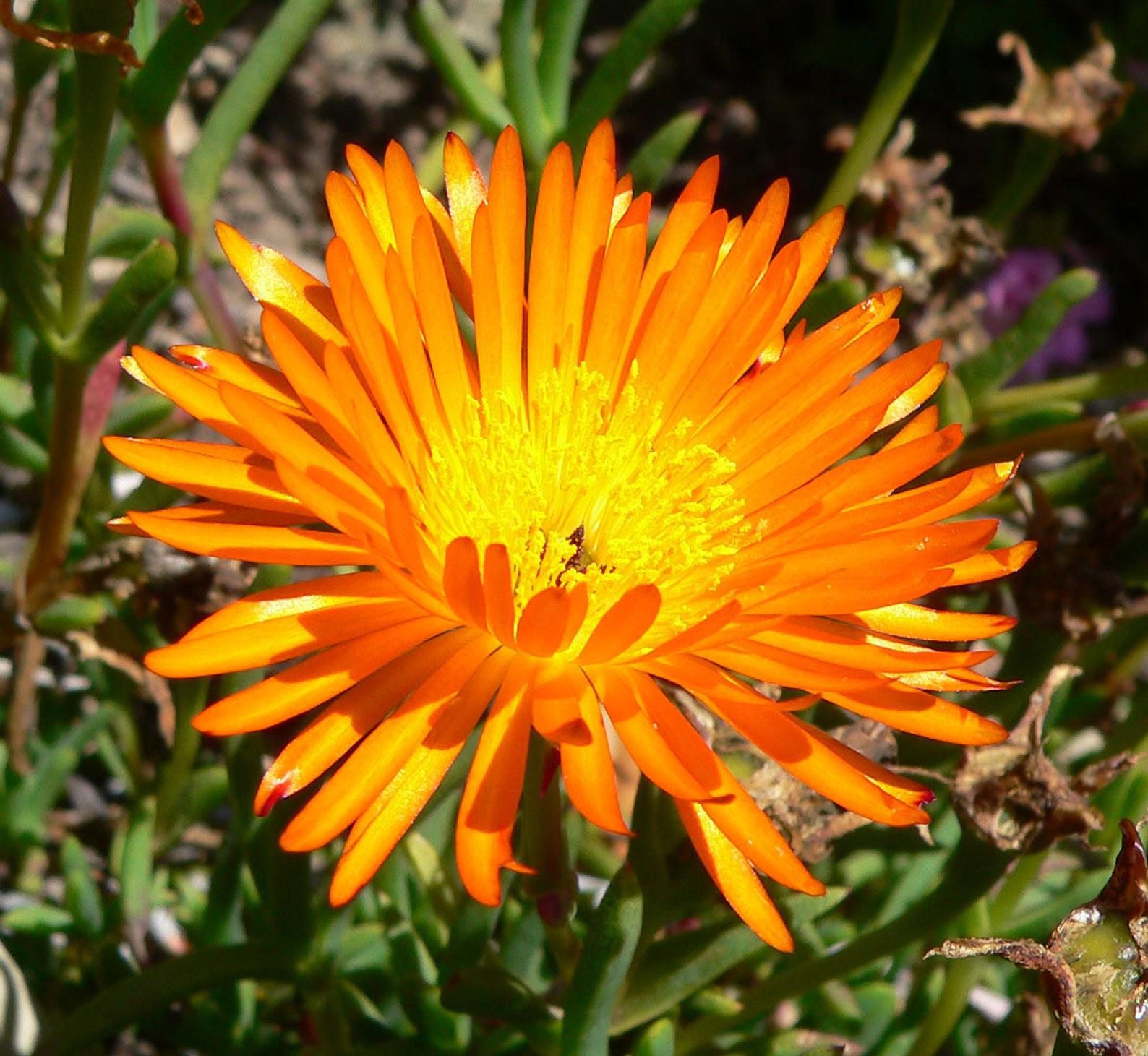 Lampranthus aureus Orange ice plant, Golden ice plant Quinta dos