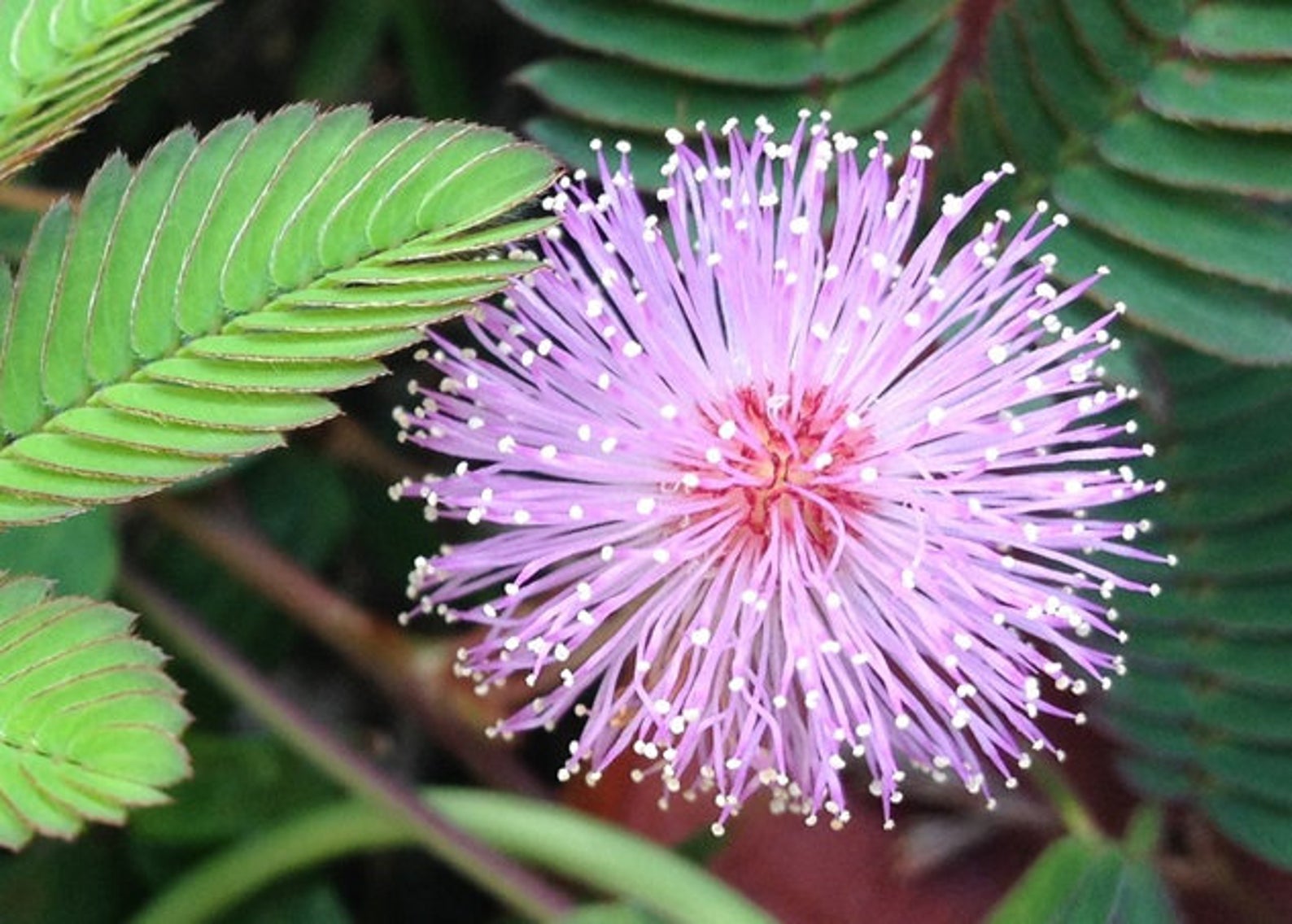 Folhas verdes da planta sensível, planta sonolenta (mimosa pudica) no fundo  verde e roxo, mostrando o significado de tímido