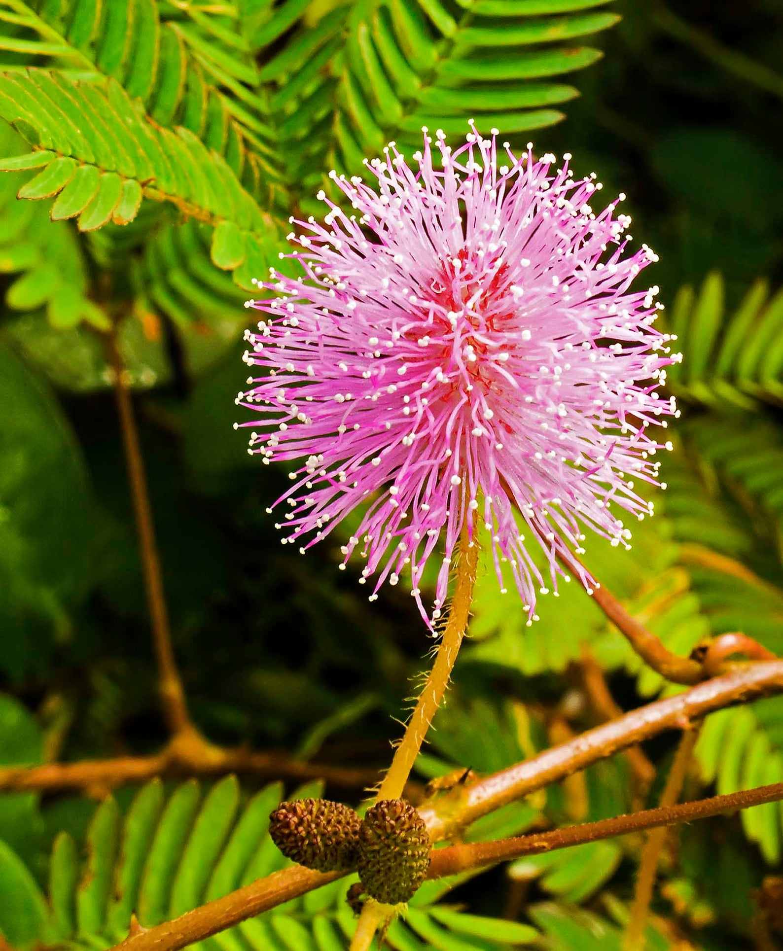 Folhas verdes da planta sensível, planta sonolenta (mimosa pudica) no fundo  verde e roxo, mostrando o significado de tímido