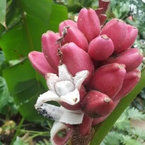Musa velutina - Pink Dwarf Banana