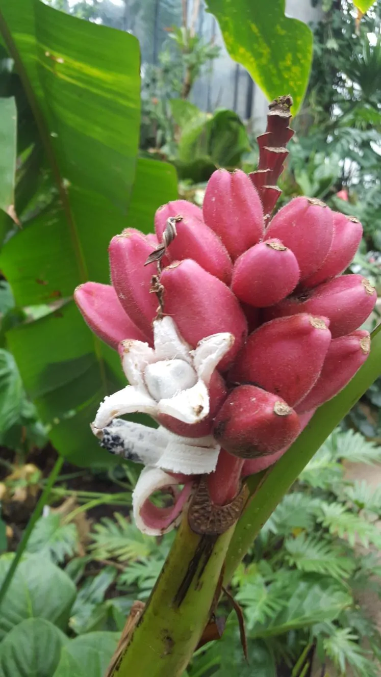 Musa velutina - Pink Dwarf Banana - Quinta dos Ouriques