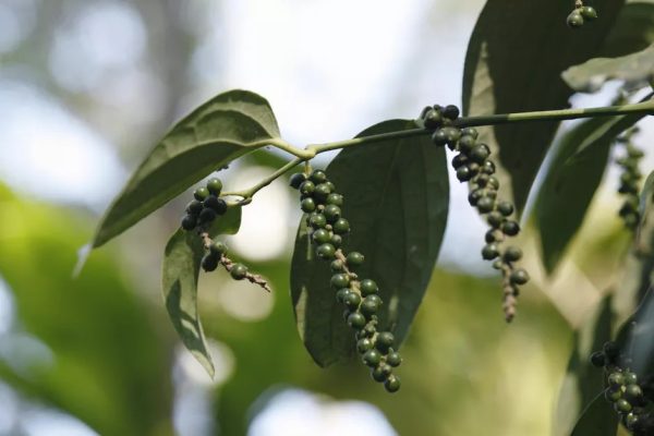Piper nigrum - Black pepper, Blackpepper, Peppercorn - Image 2