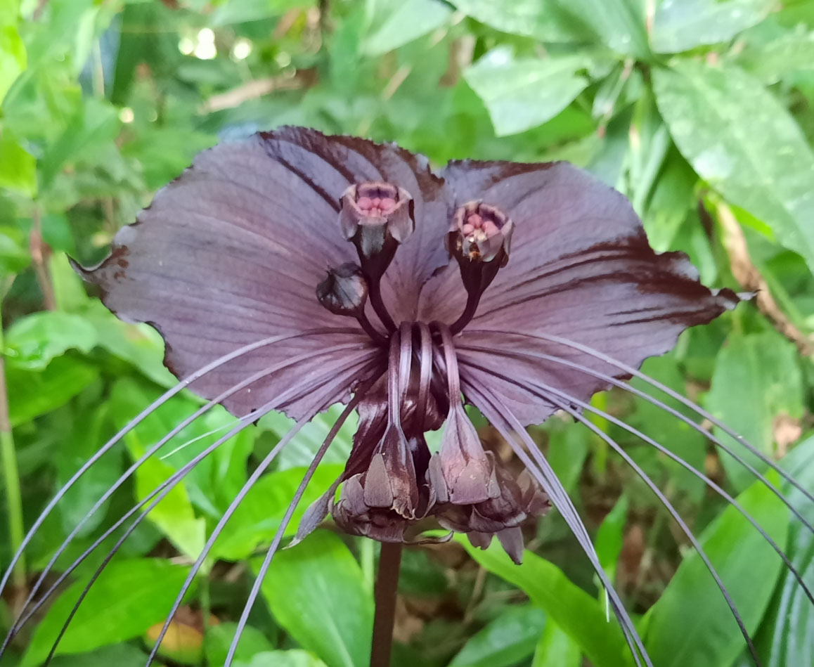 Tacca chantrieri / Schizocapsa breviscapa - Flor de murciélago negro,  Orquídea negra, Flor de murciélago - Quinta dos Ouriques