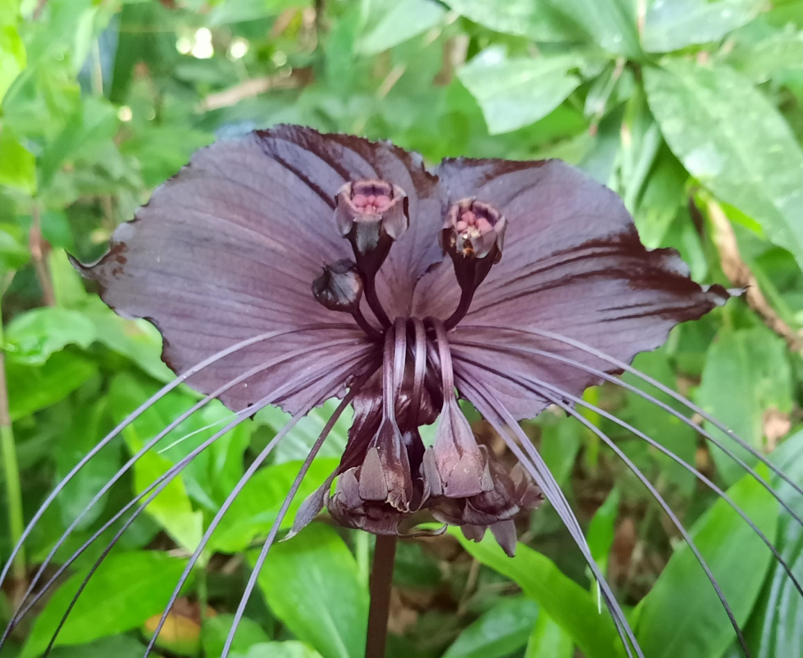 Tacca chantrieri / Schizocapsa breviscapa - Flor de Morcego Preto, Orquídea  Negra, Flor de Morcego - Quinta dos Ouriques