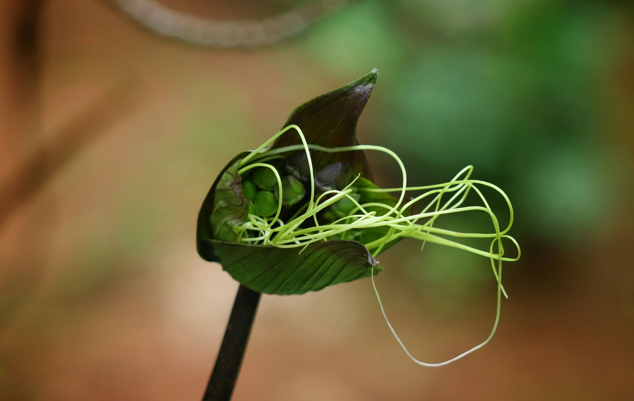 Tacca chantrieri / Schizocapsa breviscapa - Flor de Morcego Preto, Orquídea  Negra, Flor de Morcego - Quinta dos Ouriques