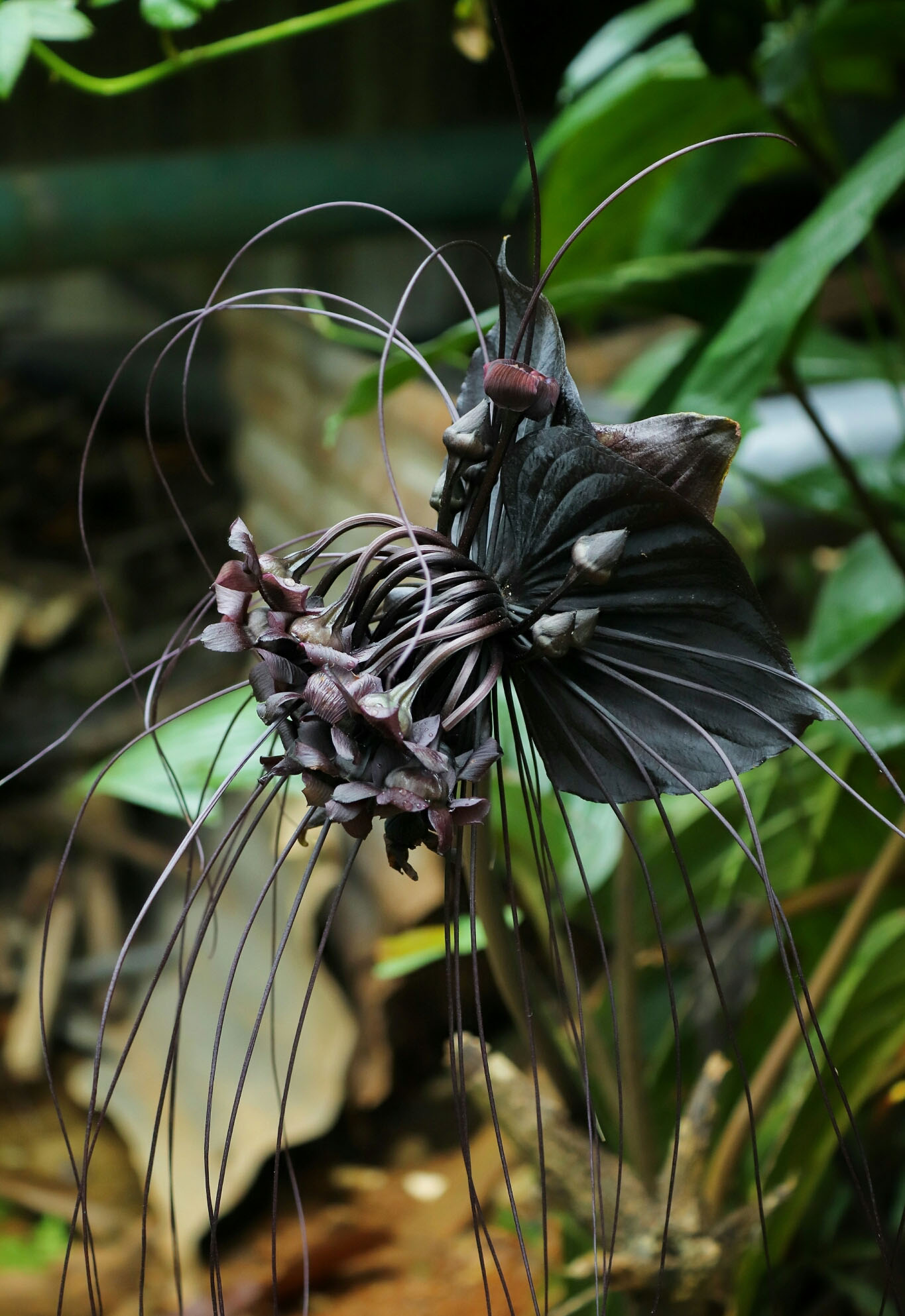 Tacca chantrieri / Schizocapsa breviscapa - Flor de Morcego Preto, Orquídea  Negra, Flor de Morcego - Quinta dos Ouriques