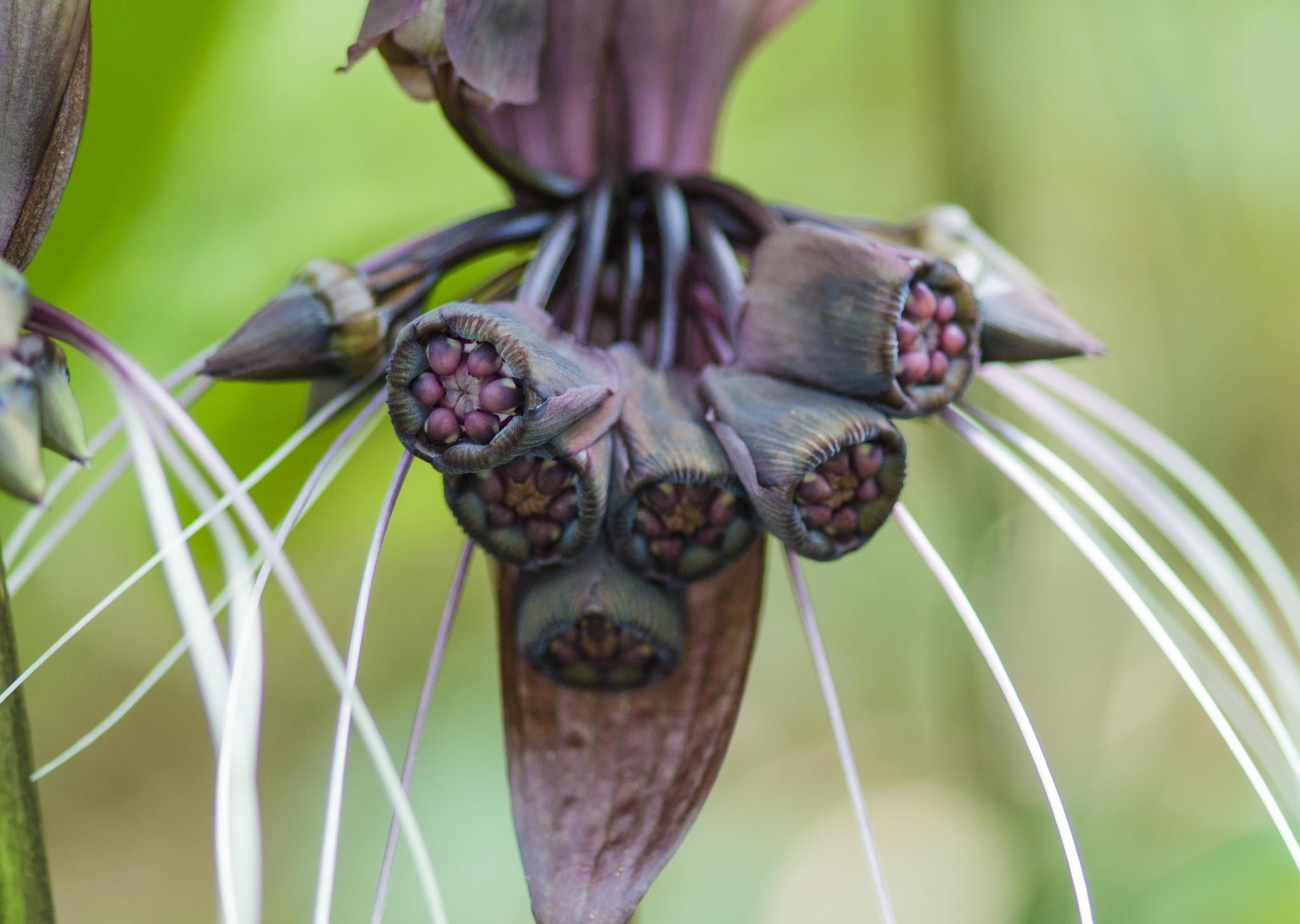 Tacca chantrieri / Schizocapsa breviscapa - Flor de Morcego Preto, Orquídea  Negra, Flor de Morcego - Quinta dos Ouriques