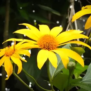 Tithonia diversifolia / Mirasolia diversifolia - Tree Marigold, Mexican Tournesol, Mexican Sunflower, Japanese Sunflower, Nitobe Chrysanthemum, Bolivian Sunflower, Mexican Sunflower, Shrub-sunflower
