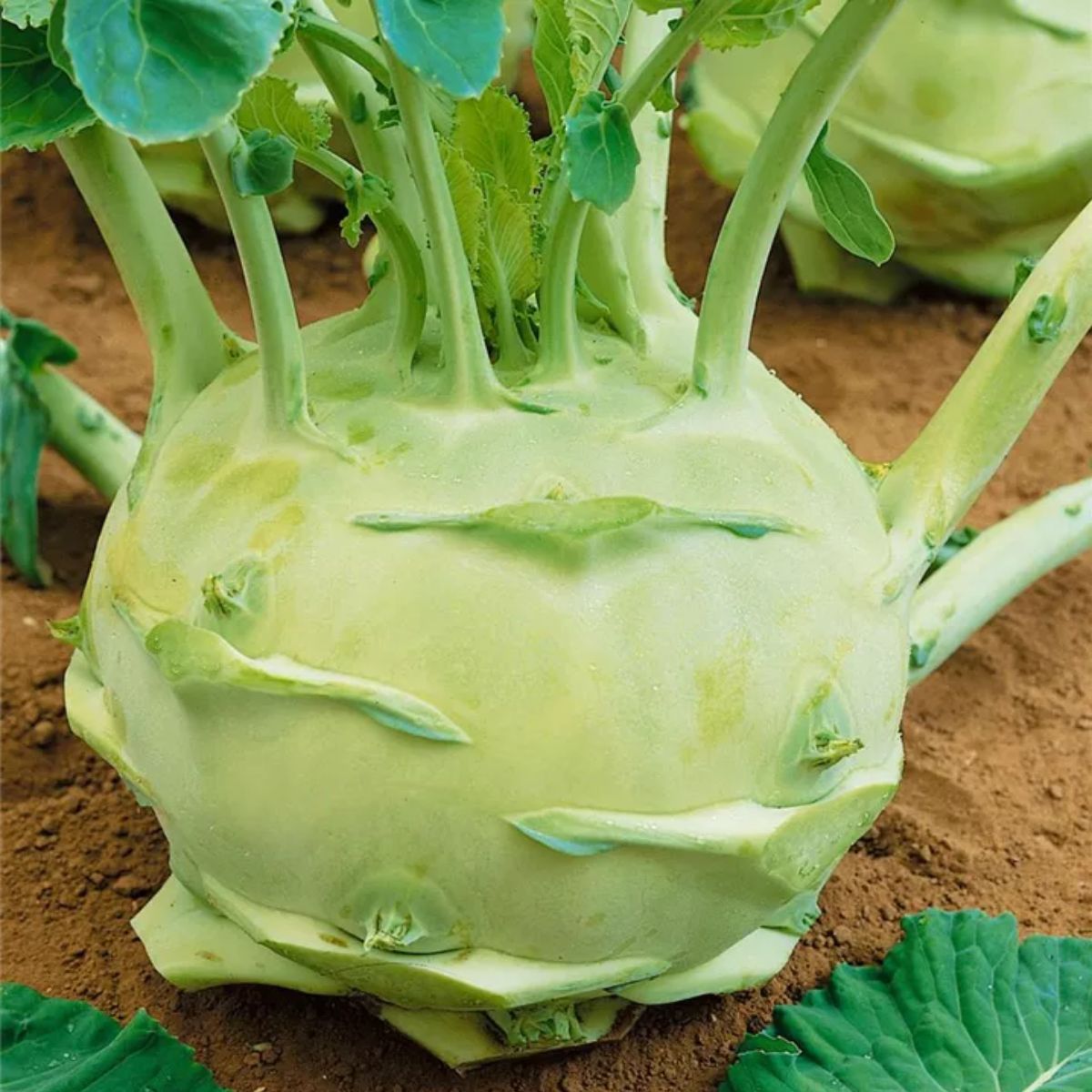 Brassica oleracea var. gongylodes Colinabo, Knol khol Quinta dos