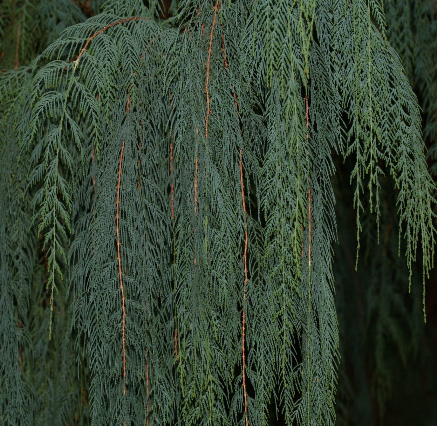 Cupressus cashmeriana KaschmirZypresse, ButanZypresse, Cupressus