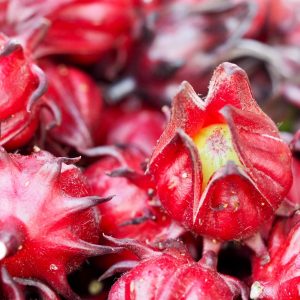 Hibiscus sabdariffa / Sabdariffa rubra / Abelmoschus cruentus - Roselle, Jamaican Sorrel, Florida Cranberry, Indian Roselle, Red Sorrel