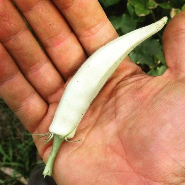 Abelmoschus esculentus 'White Velvet' / Hibiscus esculentus - White Velvet Okra, White Ladies Fingers, Ochro, Okra, Okro, Quiabo