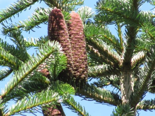 Abies nordmanniana subsp. nordmanniana - Caucasian Fir