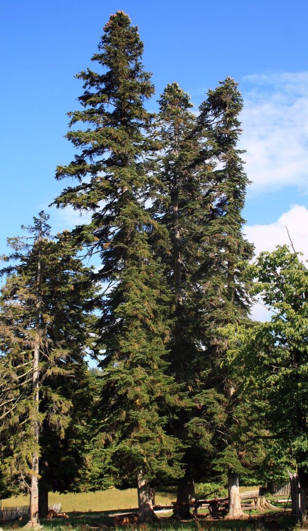 Abies nordmanniana subsp. nordmanniana - Caucasian Fir - Image 2