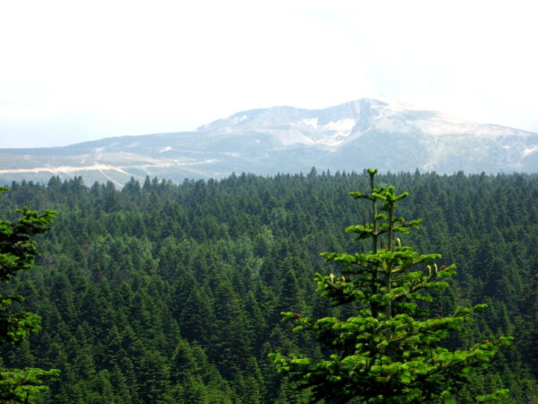 Abies nordmanniana subsp. nordmanniana - Caucasian Fir - Image 3