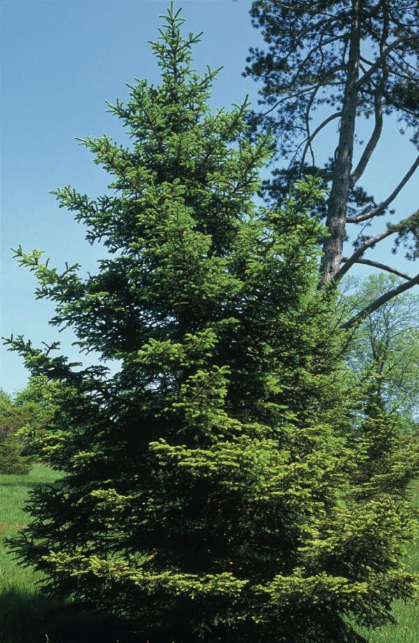 Abies nordmanniana subsp. nordmanniana - Caucasian Fir - Image 4
