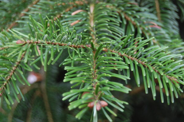 Abies nordmanniana subsp. nordmanniana - Caucasian Fir - Image 5
