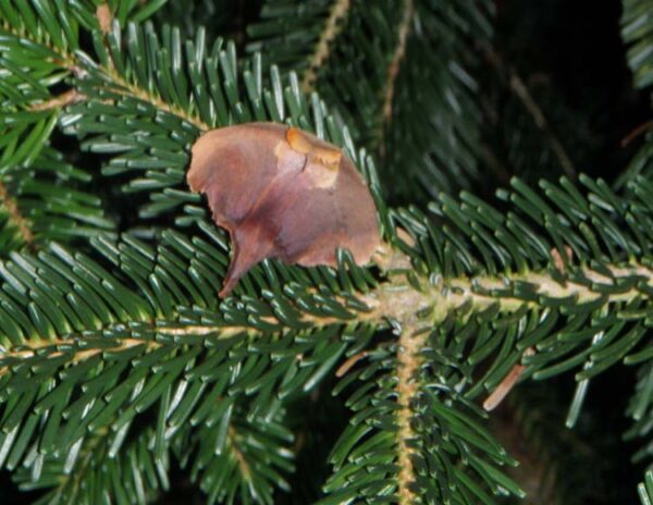 Abies nordmanniana subsp. nordmanniana - Caucasian Fir - Image 6