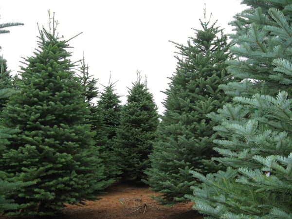 Abies procera - Noble Fir, Red Fir - Image 3
