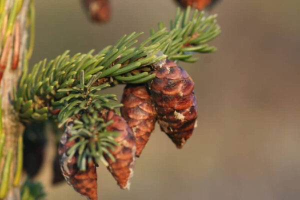 Abies procera - Noble Fir, Red Fir - Image 5