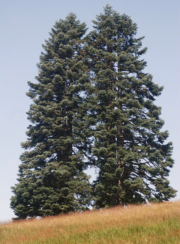 Abies procera - Noble Fir, Red Fir - Image 6