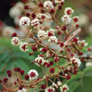Acacia concinna - Shikakai, Hair Fruit