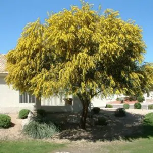 Acacia decurrens - Early Black Wattle