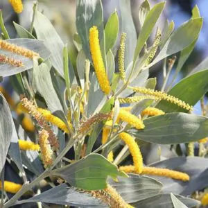 Acacia holosericea - Soapbush Wattle, Strap Wattle, Candelabra Wattle, Silver Wattle