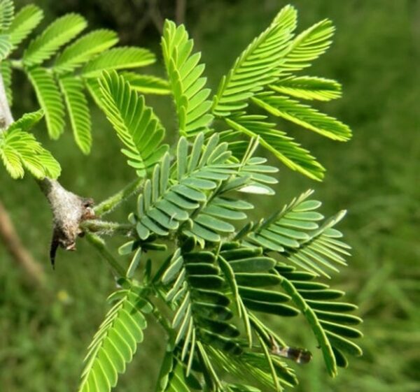 Acacia senegal - Gum Acacia, Gum Arabic Tree, Sudan Gum Arabic, Kher, Khor - Image 6