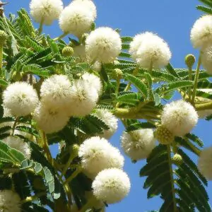 Acacia sieberiana - Paperback Thorn Tree, Vachellia sieberiana