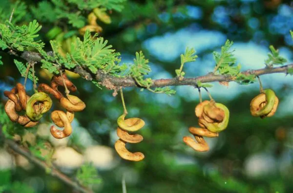 Acacia tortilis - Umbrella Thorn Tree - Image 2