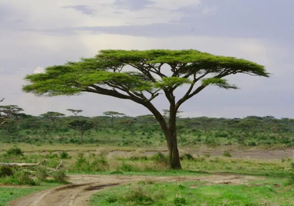 Acacia tortilis - Umbrella Thorn Tree - Image 6
