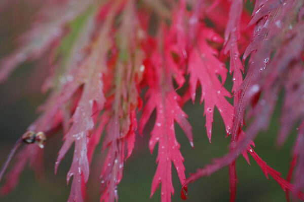 Acer palmatum  - Atropurpureum, Bloodgood, Maple leaf lace, maple cascade - Image 6