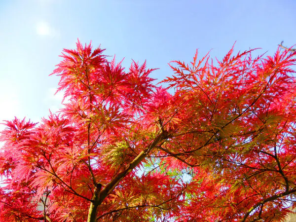 Acer palmatum  - Atropurpureum, Bloodgood, Maple leaf lace, maple cascade - Image 9