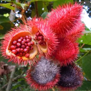 Bixa orellana - Achiote, Annatto