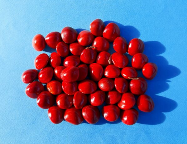 Adenanthera pavonina - Coral Pea, Saga Seed Tree