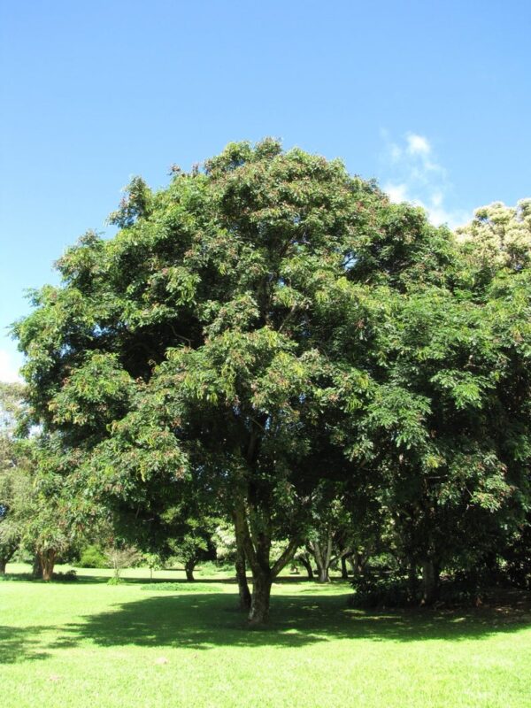 Adenanthera pavonina - Coral Pea, Saga Seed Tree - Image 2
