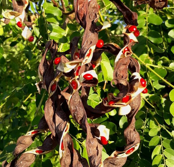 Adenanthera pavonina - Coral Pea, Saga Seed Tree - Image 4